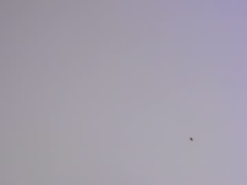 webcam girl sapphirealice image #1287467